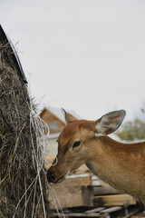 Portrait of a young female sika deer on a farm
