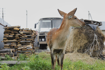 Portrait of a young female sika deer on a farm