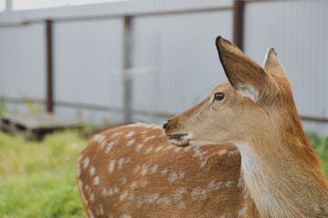 Portrait of a young female sika deer on a farm