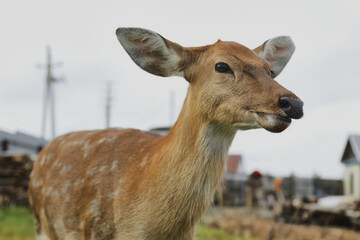 Portrait of a young female sika deer on a farm