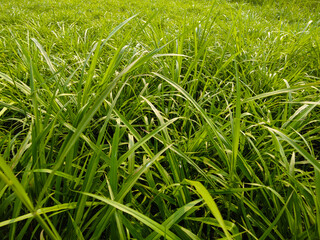 green grass with dew drops