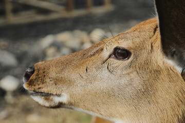 Portrait of a young female sika deer on a farm