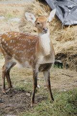 Portrait of a young female sika deer on a farm