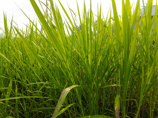 Obraz premium green grass on blue sky background