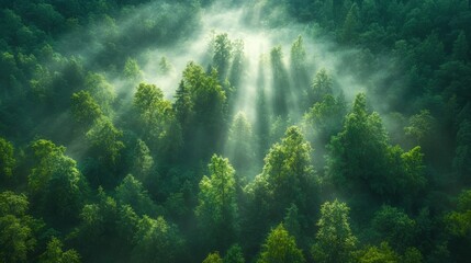 Obraz premium Aerial View of Lush Green Forest with Sunlight Filtering Through Mist in the Early Morning