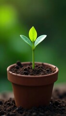 Small green sprout with tender leaves in a pot filled with organic fertilizer and compost, fertilizer, growth, flowers