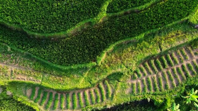  aerial panorama of agrarian rice fields landscape in the village of kendal Central Java, like a terraced rice fields in ubud Bali ASIA Indonesia