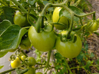 green tomatoes in the harvest vine