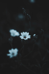 white flower on blue