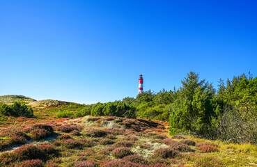 View of the dunes on the North Frisian island of Amrum. Landscape in the north. Nature on the North Sea island with a lighthouse.  © Elly Miller