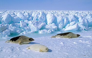 Phoque du Groenland, femelle et jeune, Pagophilus groenlandicus, Ile de la Madeleine, Québec, Canada © JAG IMAGES