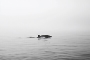 Fototapeta premium Serene black and white image of a dolphin swimming gracefully in calm waters with fog