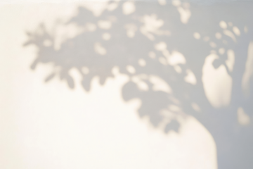 PNG Shadow of tree minimalist nature focus.