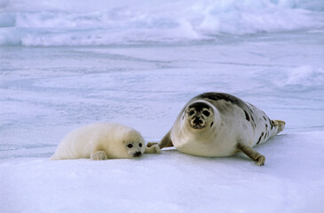 Phoque du Groenland, femelle et jeune, Pagophilus groenlandicus, Ile de la Madeleine, Québec, Canada © JAG IMAGES