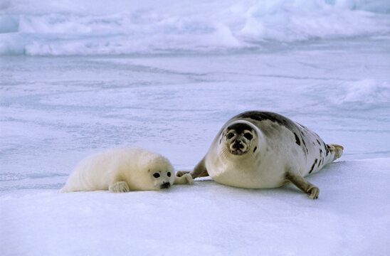 Phoque du Groenland, femelle et jeune, Pagophilus groenlandicus, Ile de la Madeleine, Qu&eacute;bec, Canada