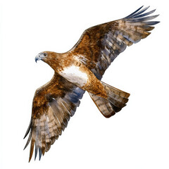 Brown hawk in flight, watercolor painting.