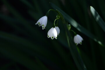 釣鐘状の白い花が下向きに咲く