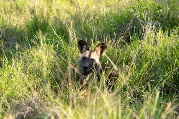 Lycaon, Lycaon pictus, Afrique du Sud