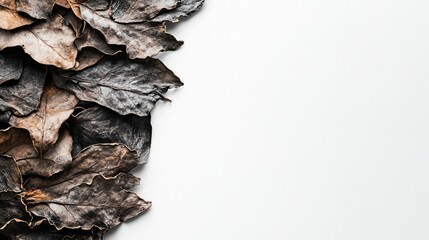 Dried leaves border on white background; autumn, fall, design element