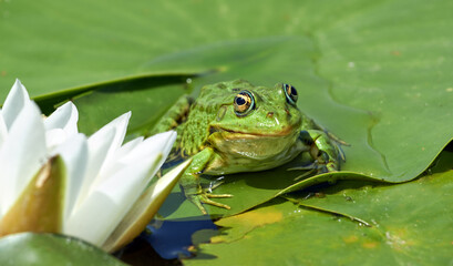 Marsh frog sits in a wild lake on a water lily leaf on a sunny summer day