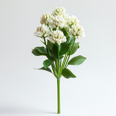 Chive Tree on White Background