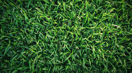 Obraz premium Vibrant green grass close-up captured in a natural setting showcasing the texture and freshness of a well-maintained lawn under sunlight. Generative AI
