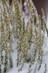 These green heather flowers (calluna) outdoors are frozen and snowy in winter day.