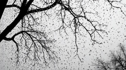 Fototapeta premium Rainy day, tree branches, falling drops, overcast sky, nature background