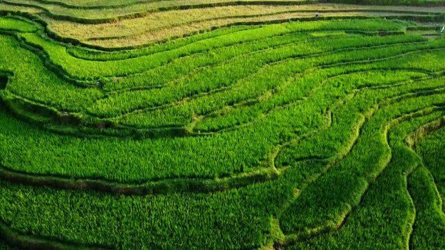  aerial panorama of agrarian rice fields landscape in the village of kendal Central Java, like a terraced rice fields in ubud Bali ASIA Indonesia