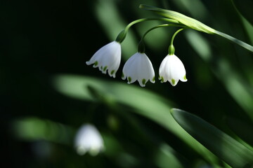 釣鐘状の白い花が下向きに咲く