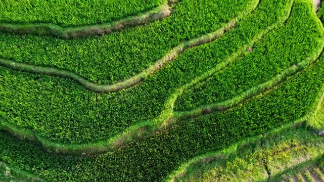 aerial panorama of agrarian rice fields landscape in the village of kendal Central Java, like a terraced rice fields in ubud Bali ASIA Indonesia