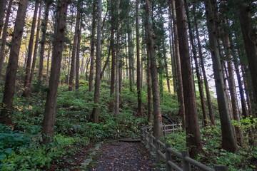 鬱蒼とした森の中の道