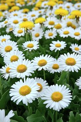 Fototapeta premium Field of White Daisies and Yellow Dandelions in Bright Daylight, Vivid Natural Colors