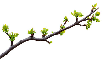 A straight branch with green leaves on a white background, in PNG format, a cutout, simple, flat design, high-resolution photography, high-quality details, and high definition. 