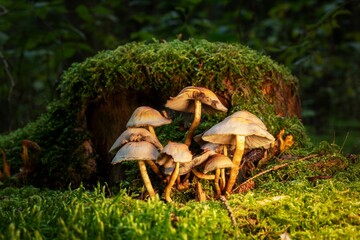 Cluster of mushrooms growing on a moss-covered forest floor, illuminated by soft natural light