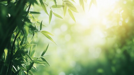 Sunlit bamboo leaves frame, forest background, nature banner