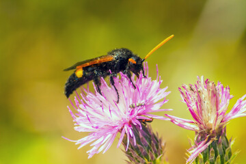 Scolia hirta: Insects Macro Photography