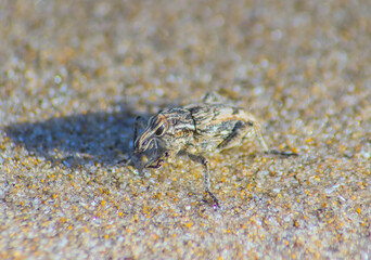 Conoderinae: Insects Macro Photography