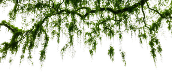 Lush green moss hangs delicately from tree branches, creating a natural curtain in a serene forest environment.