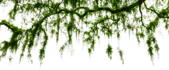 Lush green moss hangs delicately from tree branches, creating a natural curtain in a serene forest environment.