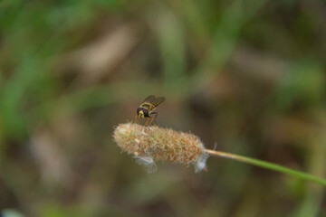 Summer Serenade: Hoverfly on Grass Blade