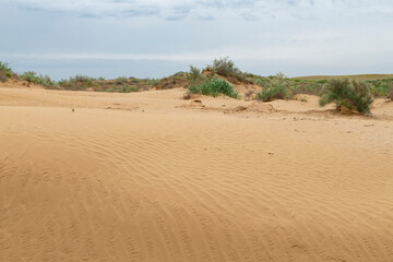 In the Kalmyk desert on a May day. Republic of Kalmykia, Russia