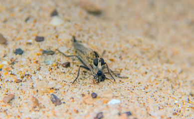 Tiny Marvels: Philonicus in Macro