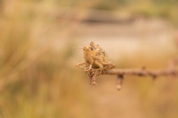 Image of grasshopper on branch over nature background. Insect Animal