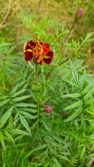 Marigold, Sayapatry, flower. 