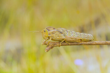 Image of grasshopper on branch over nature background. Insect Animal