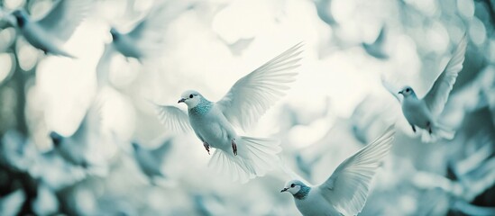 Obraz premium White doves flight, peaceful scene, blurred background, spiritual imagery