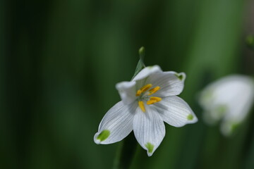 釣鐘状の白い花が下向きに咲く