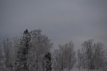 This is a mixed forest in winter day. Trees are covered with snow.