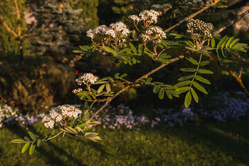 Rowan branches with white flowers in May on a dark green garden background, selective focus.